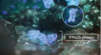 Cells in the bladder that have taken up ADSTILADRIN begin to produce IFNa2b