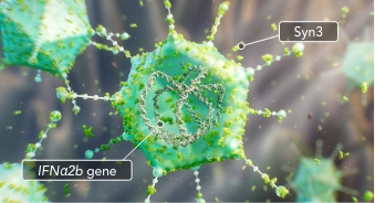 ADSTILADRIN delivers the IFNa2b gene to bladder urothelial cells